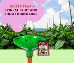 Chipku Pheromone Water Trap With Leucinodes Orbonalis Lure To Catch Brinjal Fruit Shoot Borer Insect, Moth. Useful in Brinjal & Egg Plant 3