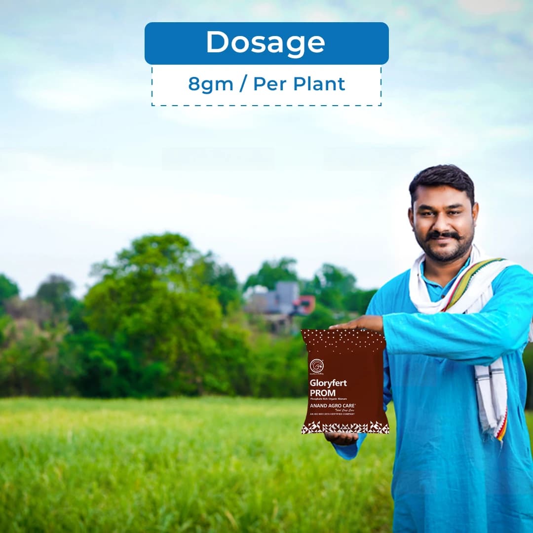 Gloryfert PROM, Phosphate Rich Organic Manure , Organic Granules ,Increase Activities Of Beneficial Micro Organisms In The Soil - Image 5