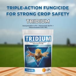 UPL TRIDIUM Azoxystrobin 4.7% + Mancozeb 59.7% + Tebuconazole 5.6% WG Gives Excellent Control of all Major Fungi Classes 2