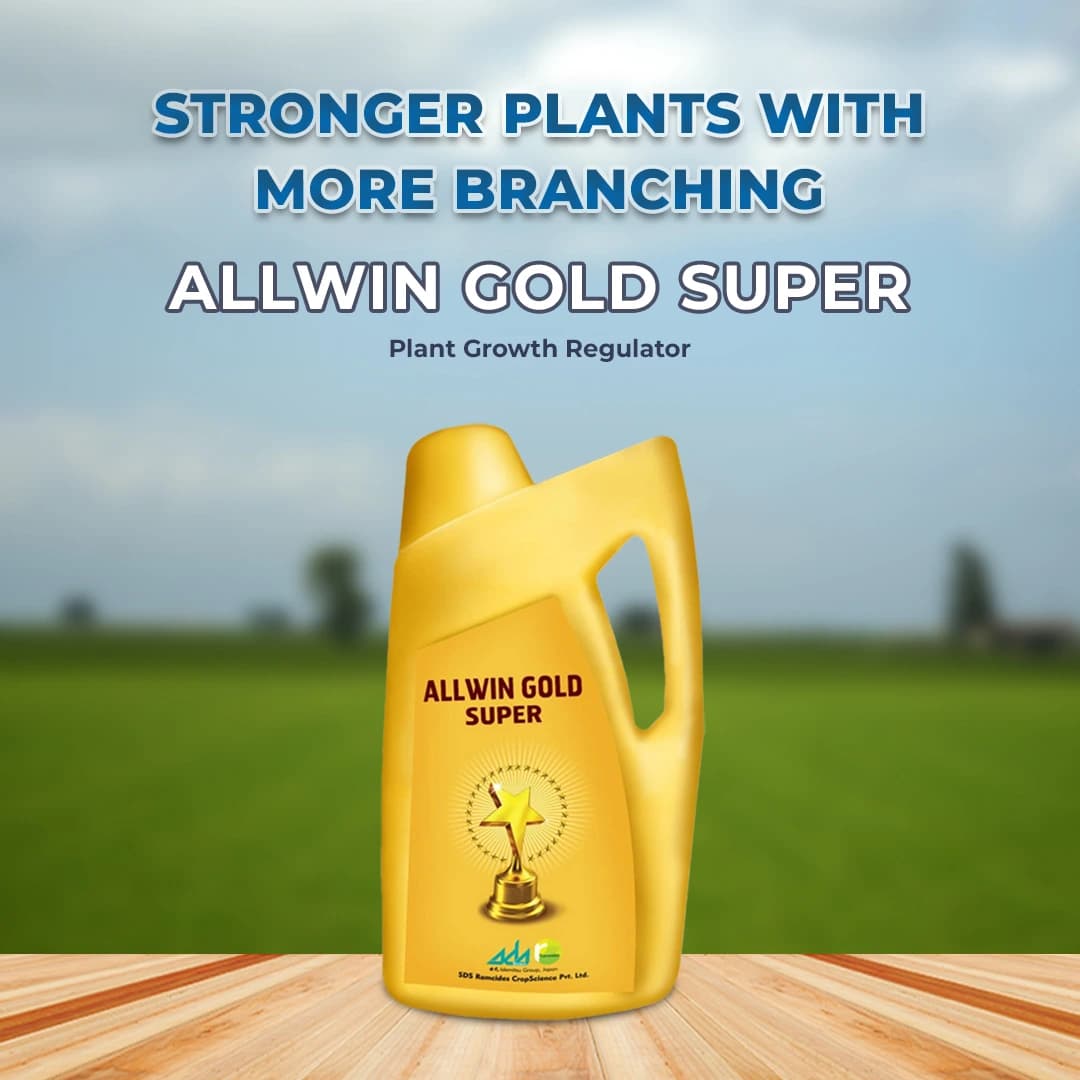 Ramcides Allwin Gold Super - Image 2