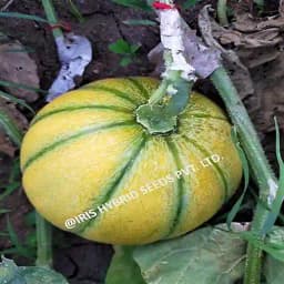 Iris Hybrid Fruit Seeds F1 Hybrid Musk Melon Sharbati, Flat Round Shape, Saffron Yellow Color 3