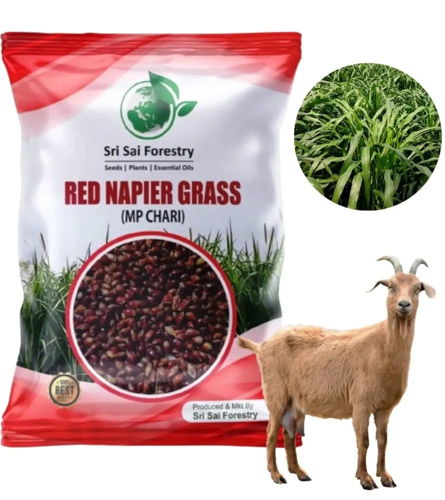 Sri Sai Forestry Red Napier Grass Seeds (MP Chari) Animal Fodder Seeds, For Summer and Rainy Seasons - Image 2