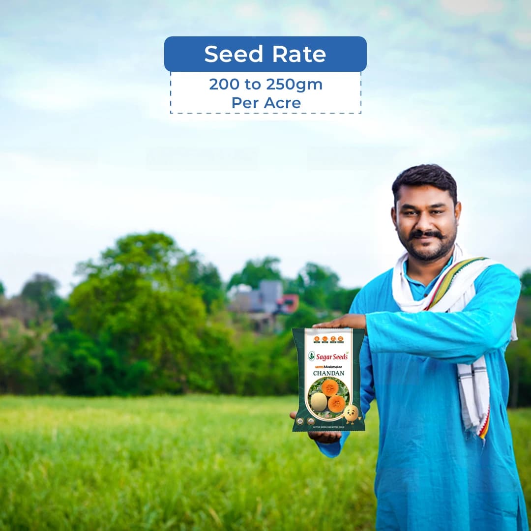 Sagar Chandan F1 Muskmelon Seeds, Buff Yellow Skin, Green Stripe, Rich Aroma, High Yield - Image 5