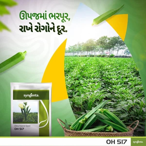 Syngenta OH 517 F1 Hybrid Okra Seeds, Ideal Variety For Rabi Season - Image 3