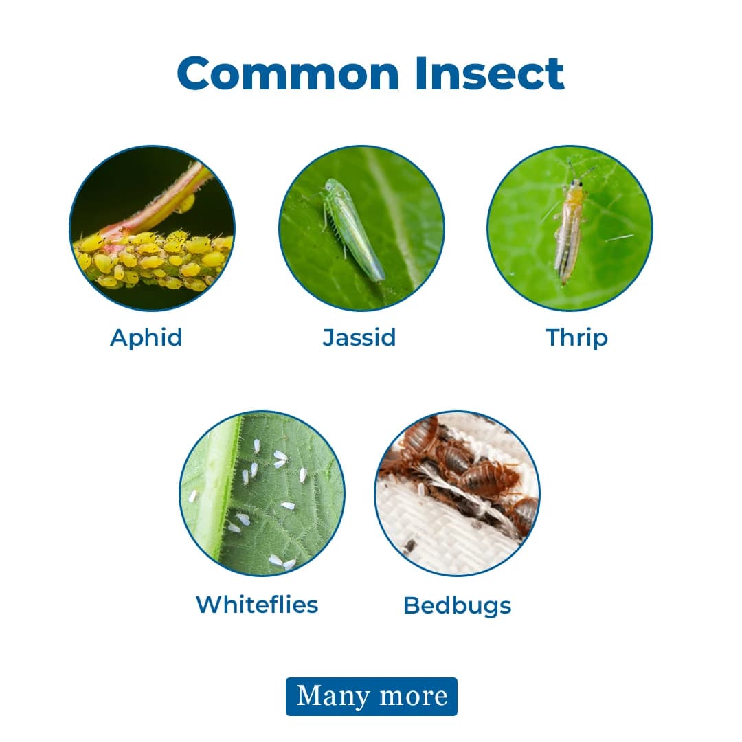 MAL-50 Insecticide - Malathion 50% EC - Image 3