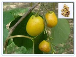 RK Seeds - Gmelina arborea seeds, Gamhar seed, White Teak, Gmelina, goomar teak seeds, Kashmir tree, Malay beechwood seeds, white teak seeds, Yamane, 5