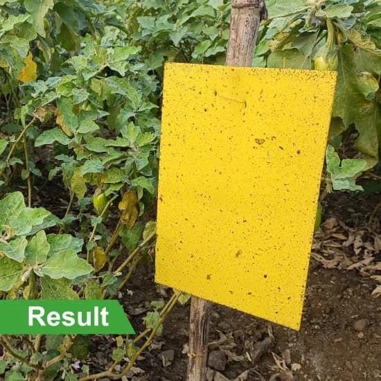 हेडो इको चिपचिपा जाल A5 साइज, 20 पीले और 5 नीले मिश्रित चिपचिपे जाल कीटों के लिए, जैविक सब्जी और फल खेती में कीट नियंत्रण के लिए सर्वोत्तम - Image 5