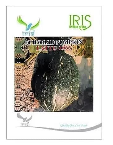 Iris Hybrid Vegetable Seeds F1 Hybrid Pumpkin Lattu-1066 (Oblong), Kaddoo Ke Beej. - Image 1