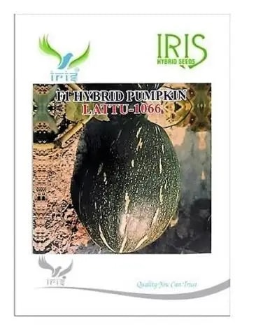 Iris Hybrid Vegetable Seeds F1 Hybrid Pumpkin Lattu-1066 (Oblong), Kaddoo Ke Beej.