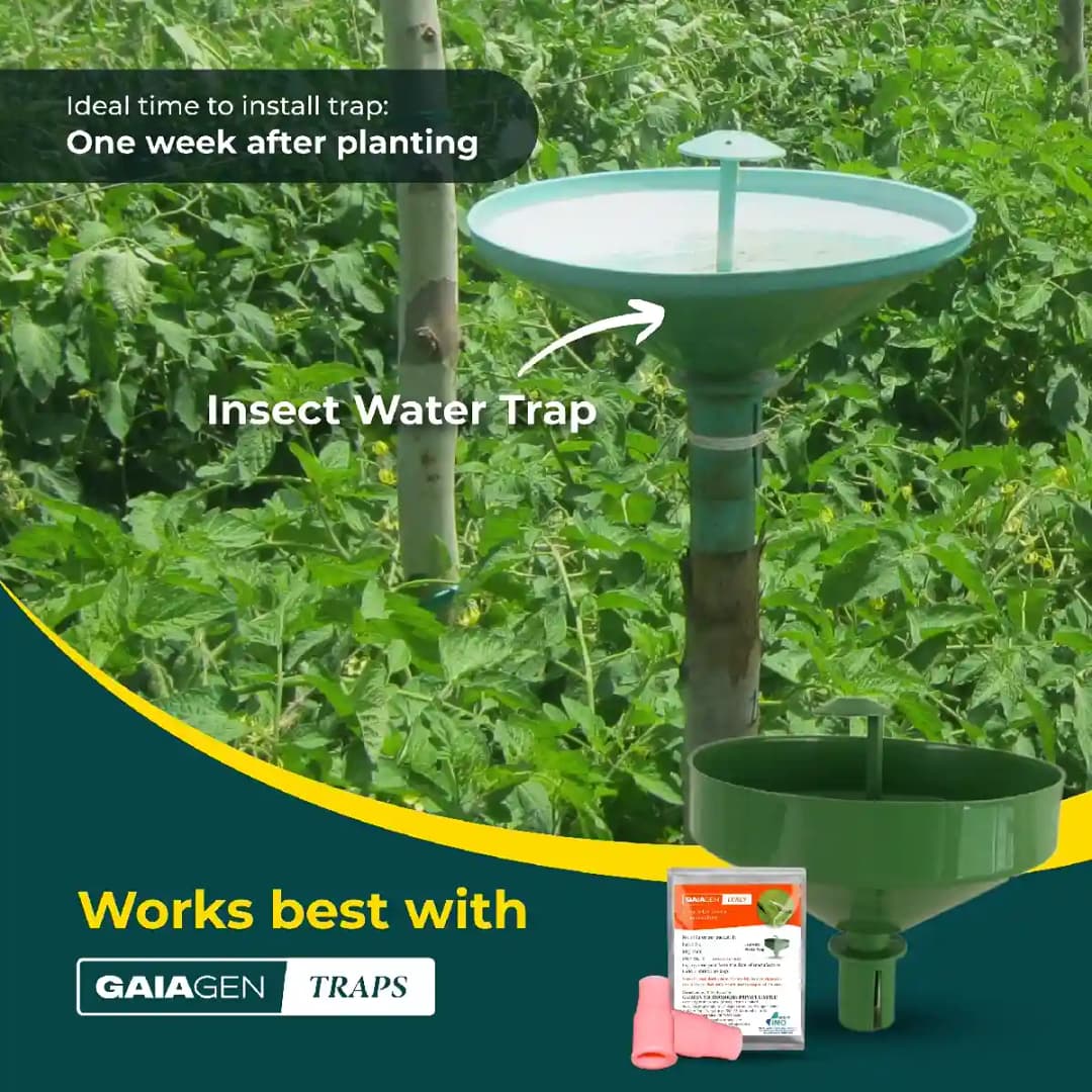 Gaiagen Pheromone Lure For Tomato Leafminer Tuta Absoluta And Insect Water Trap 1.6L, IMO Certified. - Image 10