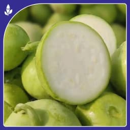 Sagar Naresh F1 Hybrid Tinda Seeds, High Yield, Early Maturity, Light Green Hairy Fruits 3