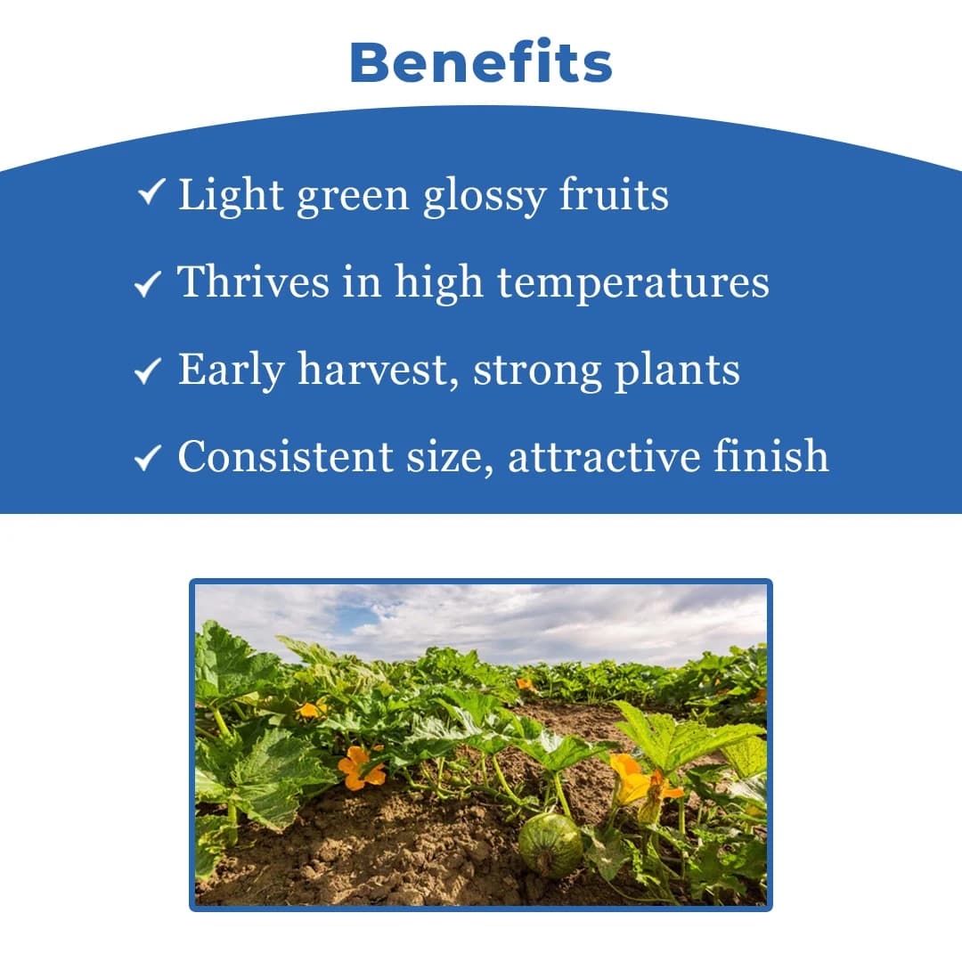 Noble NBH-King F1 Hybrid Summer Squash Seeds, High-Yield, Early Maturing, Light Green - Image 4