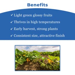 Noble NBH-King F1 Hybrid Summer Squash Seeds, High-Yield, Early Maturing, Light Green 4