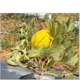 Sagar JHANVI F1 Hybrid Muskmelon Seeds, High Yield, Fusarium Resistance And Sweet Oblong Fruits 3