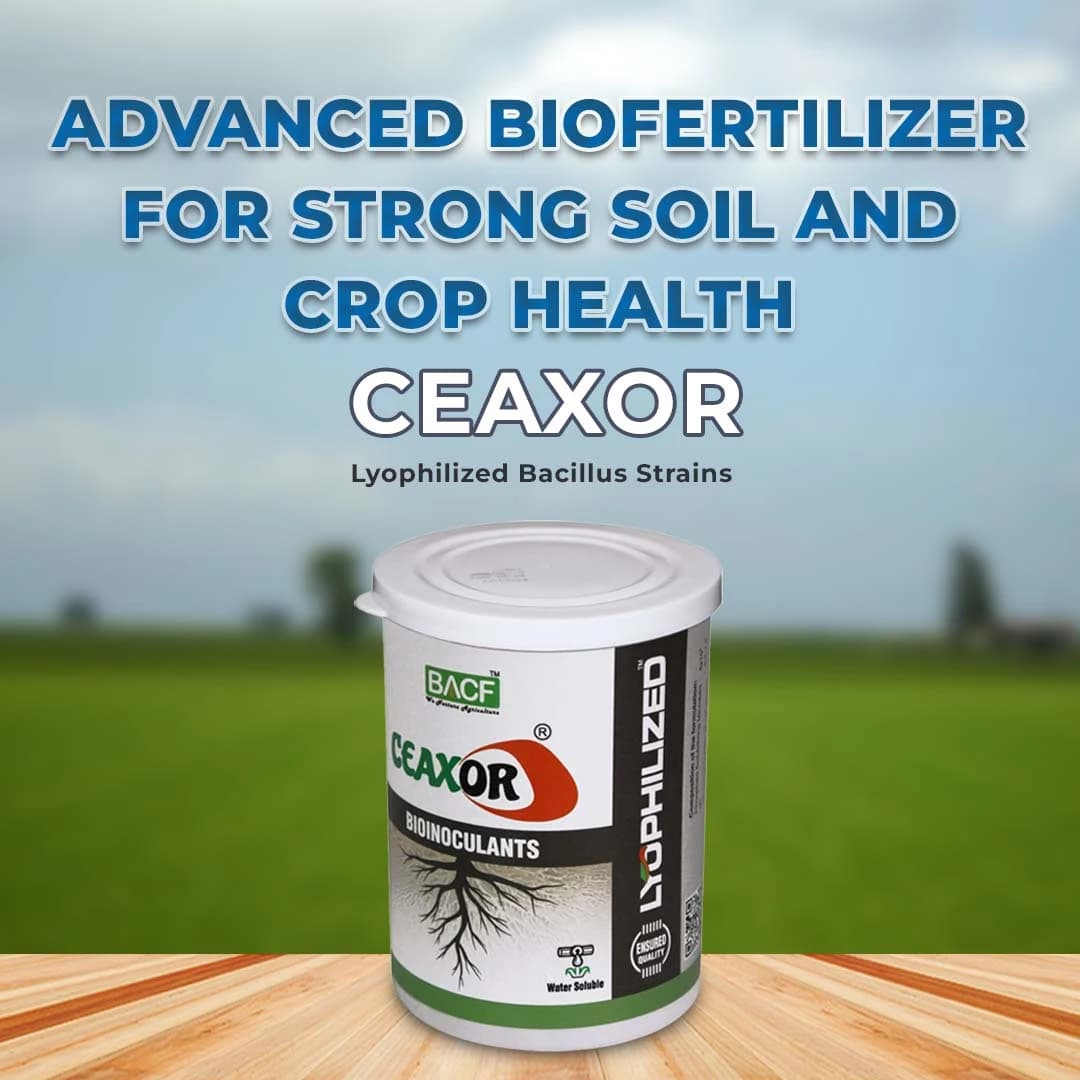 बीएसीएफ लियो सीएक्सोर, संगत लियोफिलाइज्ड बैसिलस स्ट्रेन का अनोखा संयोजन, रोटेशन के लिए उपयुक्त - Image 2