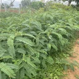 SRI SAI FORESTRY - Sesbania Grandiflora (Agati) Fodder Seeds , Humming bird Tree Seeds, Livestock Food Seeds 4