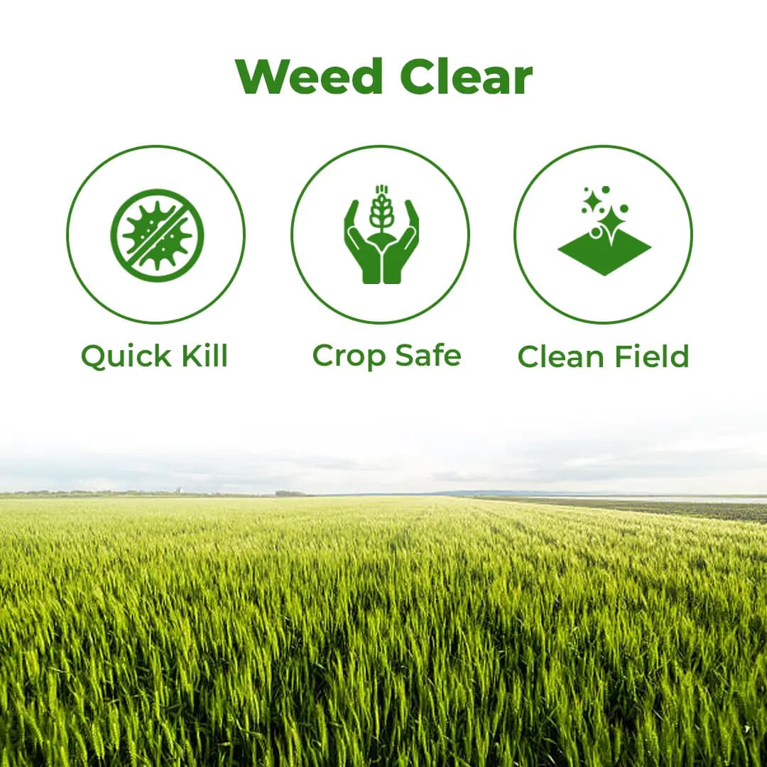 Adama Bazzal Pinoxaden 5.1% EC, Control Of Important Grass Weeds Like Phalaris Minor And Avena Ludoviciana In Wheat - Image 3