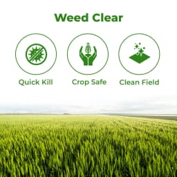 Adama Bazzal Pinoxaden 5.1% EC, Control Of Important Grass Weeds Like Phalaris Minor And Avena Ludoviciana In Wheat 3