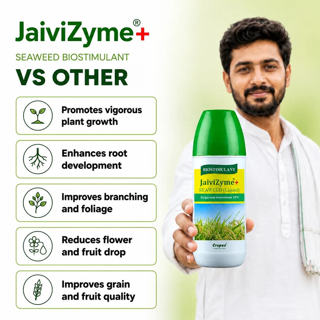 ಕ್ರೋಪೆಕ್ಸ್ ಜೈವಿಝೈಮ್+ ಸರ್ಗಾಸಮ್ ಟೆನೆರಿಮಮ್ 10% ಸೀವೀಡ್ ಬಯೋಸ್ಟಿಮ್ಯುಲೆಂಟ್, ಸಸ್ಯ ಬೆಳವಣಿಗೆ, ಬೇರು ಅಭಿವೃದ್ಧಿ ಮತ್ತು ಇಳುವರಿ ಸುಧಾರಣೆ - Image 3