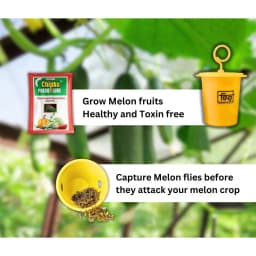 Chipku Pheromone Ecomax Trap With Melon Fly Lure (Bactrocera Cucurbitae) Feeding By The Larvae. For Gourds, Pumpkin, Tomato, Water Melon, Zucchini 3