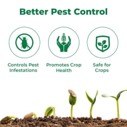 Coromandel Piranha Buprofezin 15% + Acephate 35% WP, Long-Lasting and Effective Tool for BPH and WBPH in Rice. 3