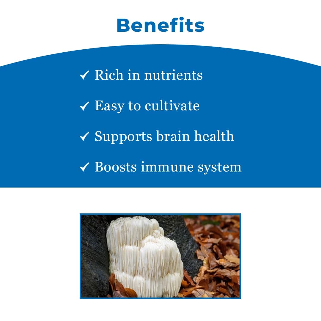 Lions Mane Mushroom Spawn Seed. White, globe-shaped fungi that have long, shaggy spines. - Image 3