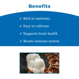 लायन'स मेन मशरूम स्पॉन बीज, सफेद, गोले के आकार वाले कवक जो लंबे, झबरीं कांटों से ढंके होते हैं। 4