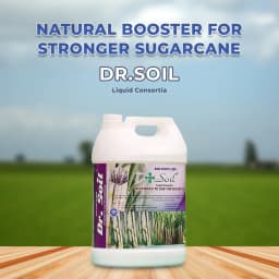 Dr.Soil Sugarcane Intended Use for Sugarcane (Liquid Consortia) (ISO certified) (Dr.Soil Sugarcane special) 2