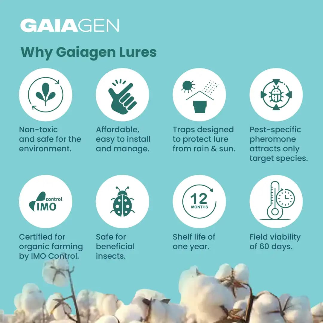 Gaiagen Pheromone Lure for Pink Bollworm (Pectinophora Gossypiella) And Insect Funnel Trap, IMO Certified. - Image 8