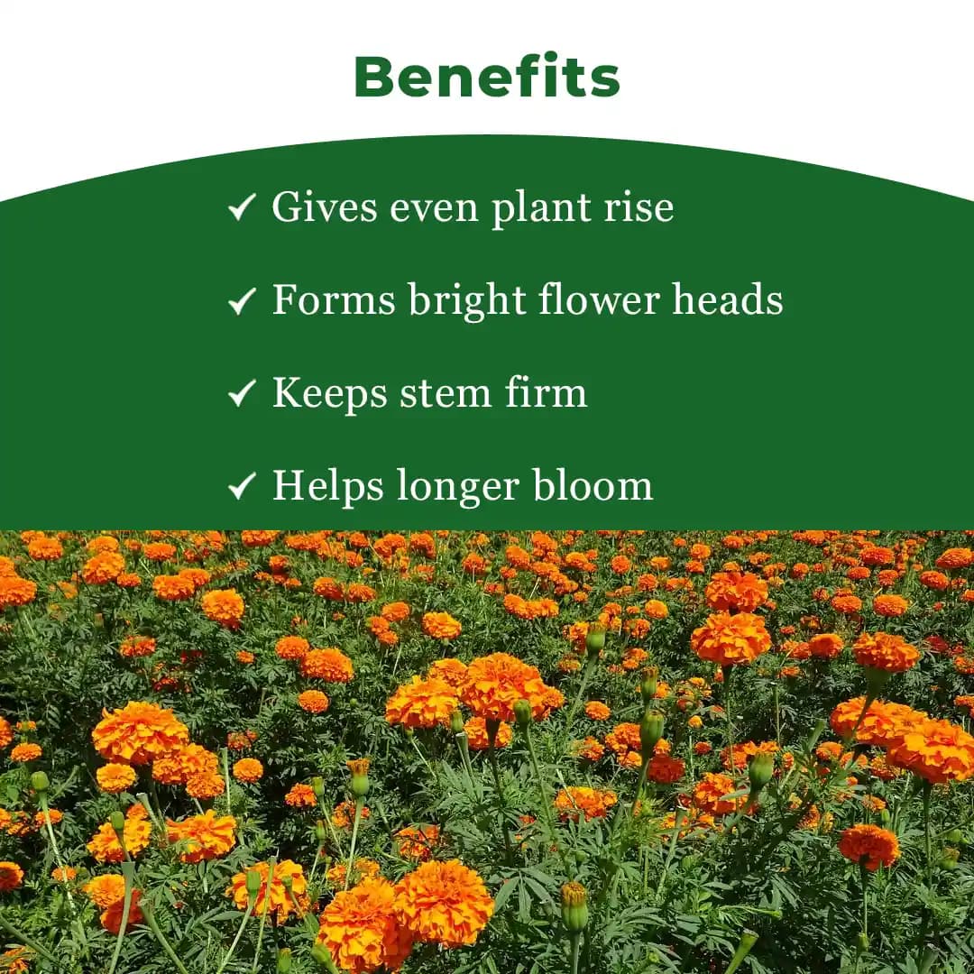 Sagar Royal Orange F1 Hybrid Marigold Seeds, Genda Ke Beej For Garden Plants - Image 4