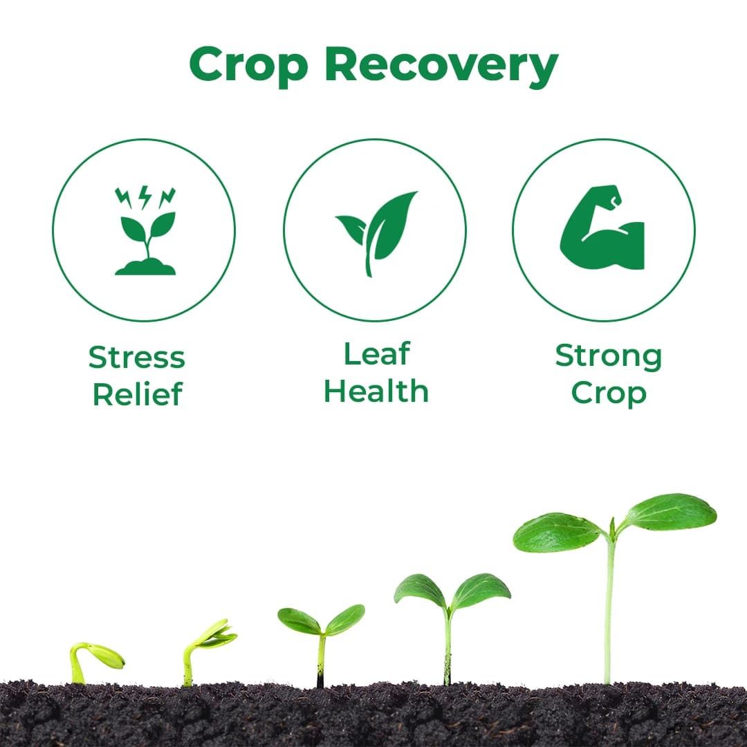 Geolife Recover Nutri Plant Immunity Builder, Non Toxic Fungus Antioxidant, Effective Against Fungus Diseases, Develop Immunity In Plants - Image 3