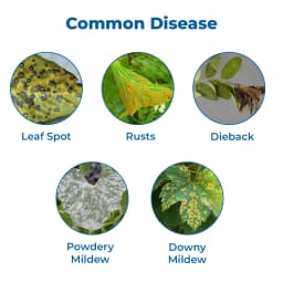 Ju Zodia Azoxystrobin 11% + Tebuconazole 18.3% SC, Dual Mode Of Action Fungicide 3