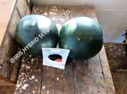 Iris Hybrid Fruit Seeds F1 Hybrid Watermelon Hakim - Sugar Baby Type, Tarbooj Ke Beej 3