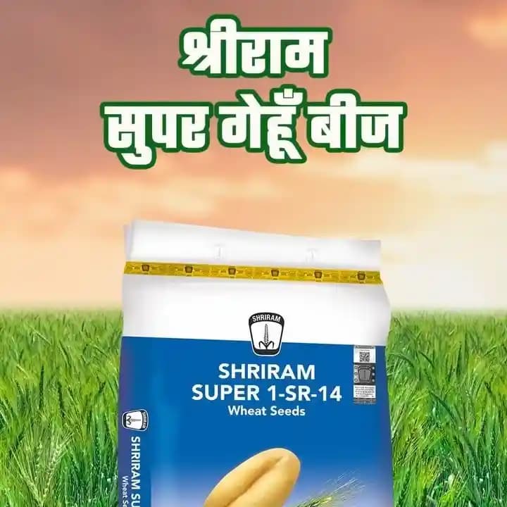DCM Shriram SUPER 1-SR-14 Wheat Seeds - Image 3