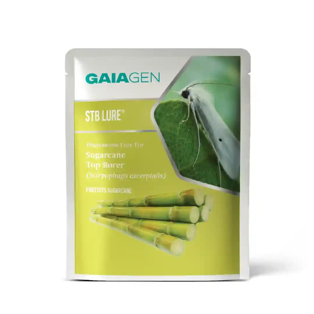 GAIAGEN Pheromone Water Trap and Lure For Sugarcane Top Borer (Scirpophaga excerptalis) And Insect Water Trap Combo Pack - Image 3