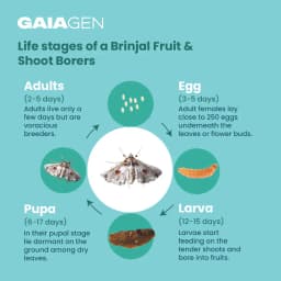 Gaiagen Brinjal Fruit And Shoot Borer Pheromone Lure For Leucinodes Orbonalis, IMO Certified. 5