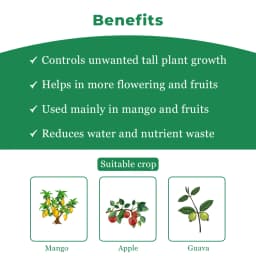 Titan Agritech PEP STAR 40 Paclobutrazol 40% SC Plant Growth Regulator, Effective For Mango And Fruit Trees 4