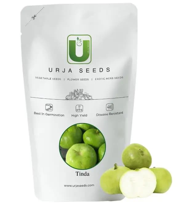 Urja Seeds Tinda, Navneet Round Gourd, Light Green Color, Round Fruits, Agribegri - Image 2