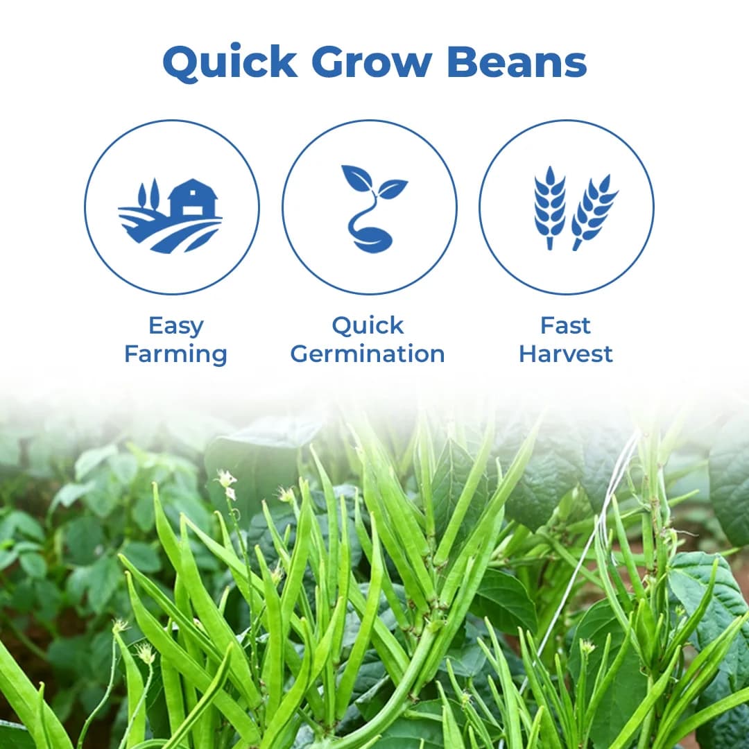 Iris Hybrid Cluster Beans Vegetable Seeds, Guar Ke beej, Guar Na Bee, Best In Germination (20 Seeds) - Image 3