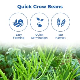 Iris Hybrid Cluster Beans Vegetable Seeds, Guar Ke beej, Guar Na Bee, Best In Germination (20 Seeds) 3