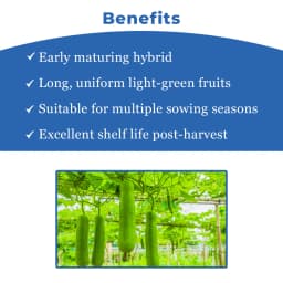 Iris Super-101 F1 Hybrid Bottle Gourd Seeds, High Yield, Cylindrical Shape And Vigorous Growth 4