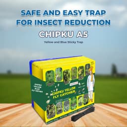 Chipku A5 Yellow & Blue Sticky Trap For Insects, For Garden & Agriculture To Control Whiteflies, Aphids, Thrips, Jassids 2