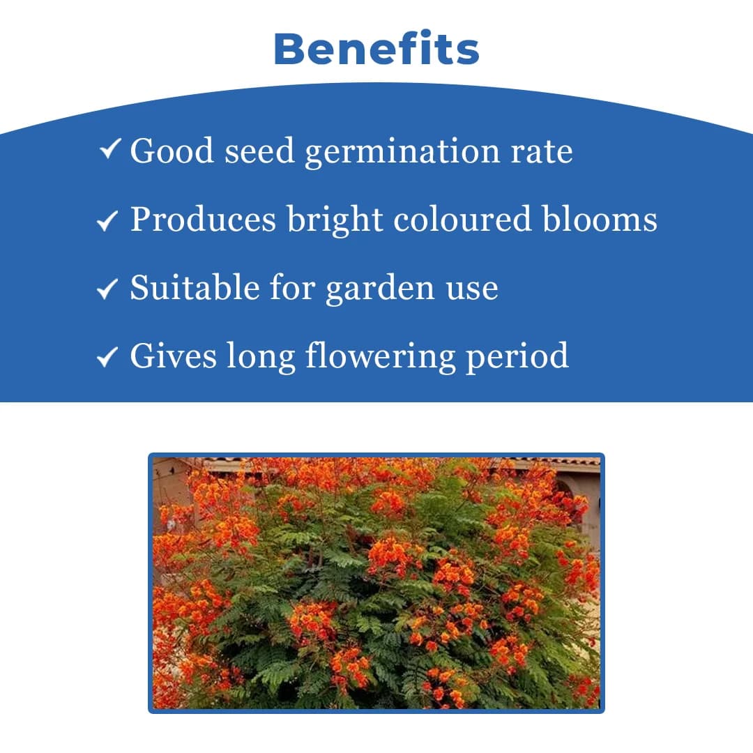 श्री साई फॉरेस्ट्री कैसलपिनिया पुलकेरिमा, मोर के फूल, राजमल्लि, रेड बर्ड ऑफ पैराडाइज़ फूल वाले पौधे के बीज घर के बग़ीचे, बाड़ और छत के लिए - Image 4