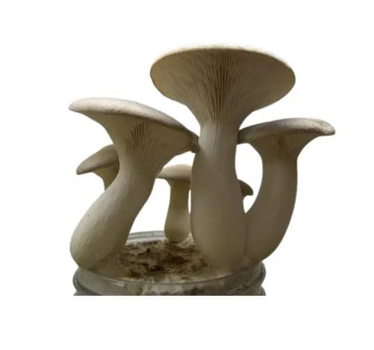 SporeKart King Oyster Mushroom Spawn, Cost Effective, High Quality Cultivation Of Mushroom Spawn - Image 1