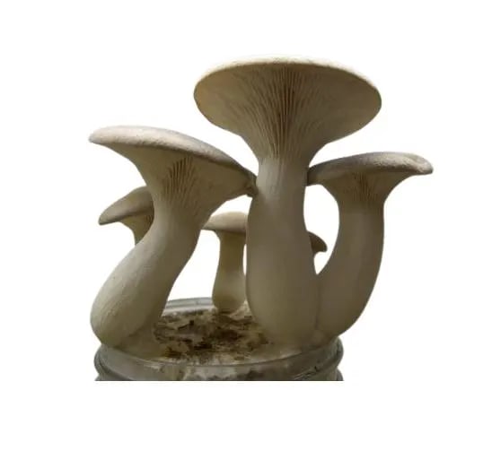 SporeKart King Oyster Mushroom Spawn, Cost Effective, High Quality Cultivation Of Mushroom Spawn