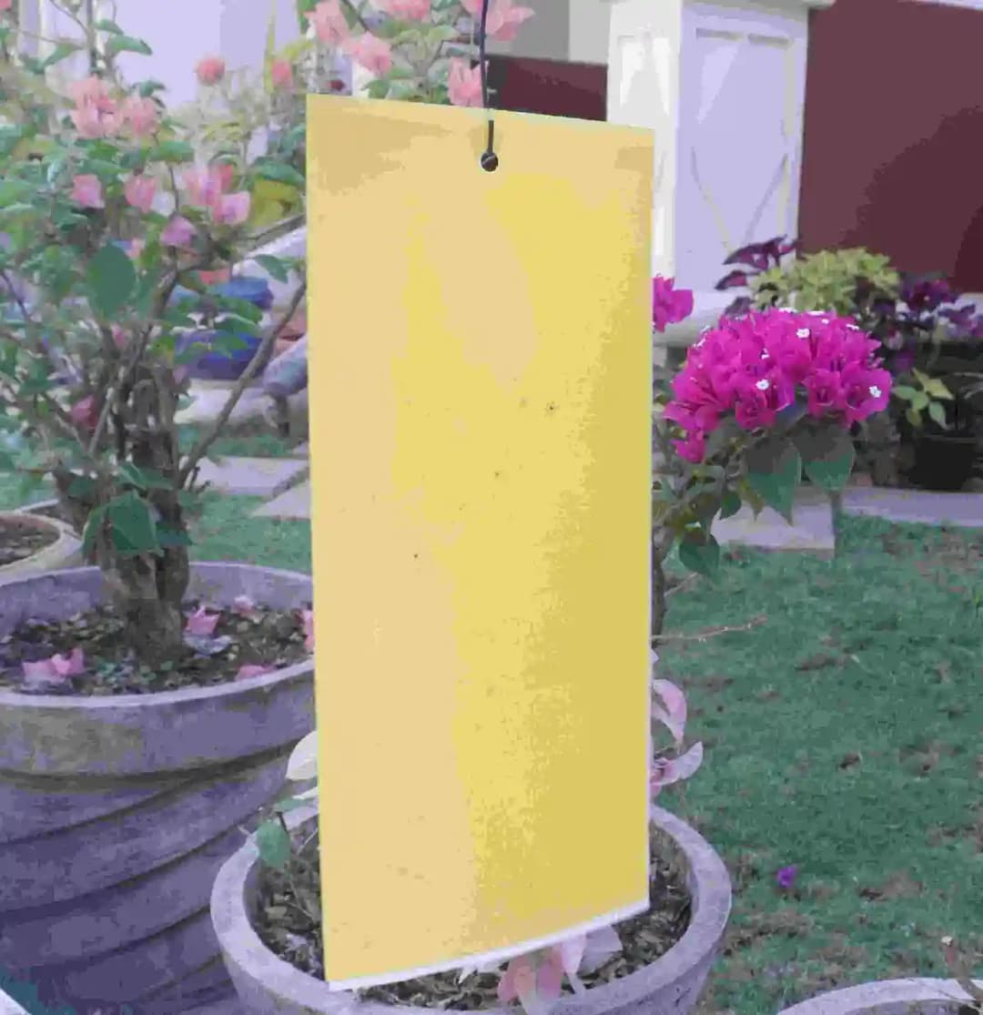 Gumtree Yellow Sticky Traps, Non-Pesticide & Eco Friendly Traps for Home Garden & Green House. No Dripping and No Drying - Image 3