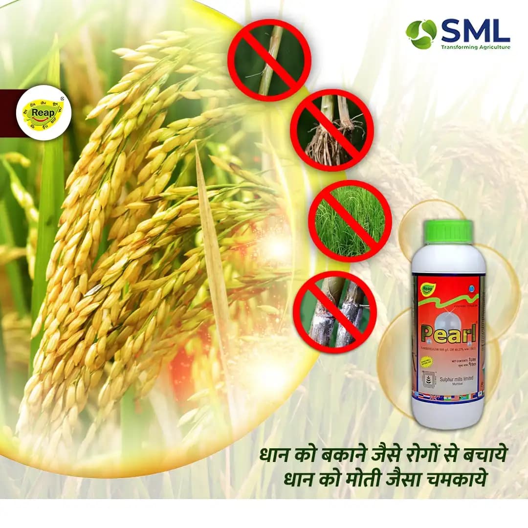 Sulphur Mills Pearl Carbendazim 46.27% SC, Used Broad Spectrum Systemic Fungicide - Image 3