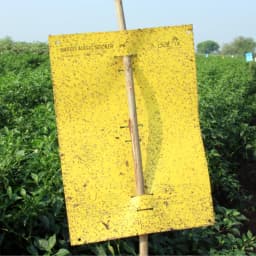 Barrix Magic Sticker Sheet, Non-Drying, Non-Fading, Non-Dripping. Double Side Gumming, Effective In Mass Trapping. 5