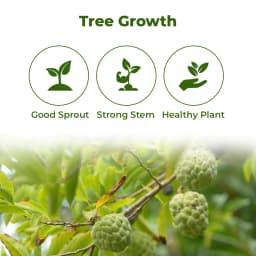 SRI SAI FORESTRY Custard Apple Seeds, Sitafal Ke Beej, Sugar Apple Seeds, Sweetsop Seeds, Annona squamosa Fruit Tree Seeds 3