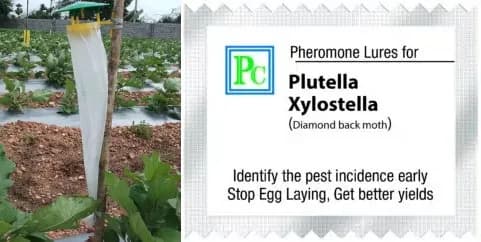 Pheromone Trap With Plutella Xylostella Trap and Lure Set (10 Pack), For Control of Plutella Xylostella, Diamond Back Moth - Image 2